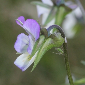 Photographie n°249082 du taxon Viola tricolor subsp. arvensis (Murray) Syme [1864]
