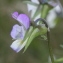  Marie  Portas - Viola tricolor subsp. arvensis (Murray) Syme [1864]