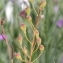  Marie  Portas - Camelina sativa (L.) Crantz