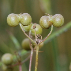 Photographie n°249086 du taxon Bifora radians M.Bieb.