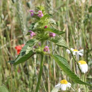 Photographie n°249087 du taxon Galeopsis ladanum L.