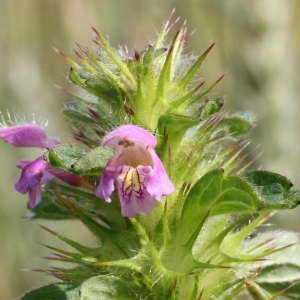 Photographie n°249088 du taxon Galeopsis ladanum L.