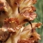  Marie  Portas - Orobanche rapum-genistae Thuill.