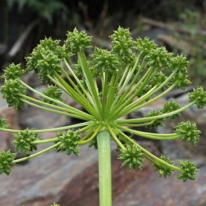 Photographie n°249096 du taxon Molopospermum peloponnesiacum (L.) W.D.J.Koch [1824]