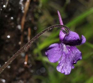 Marie  Portas, le  3 juillet 2014 (Angoustrine-Villeneuve-des-Escaldes)