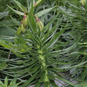 Photographie n°249118 du taxon Lilium pyrenaicum Gouan