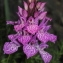  Marie  Portas - Dactylorhiza maculata subsp. maculata 