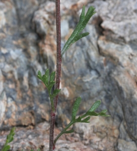 Marie  Portas, le  3 juillet 2014 (Angoustrine-Villeneuve-des-Escaldes)