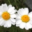  Marie  Portas - Anthemis cretica subsp. cretica 