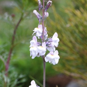 Photographie n°249145 du taxon Linaria striata (Lam.) DC. [1805]