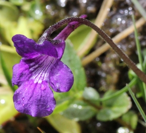 Marie  Portas, le  3 juillet 2014 (Angoustrine-Villeneuve-des-Escaldes)