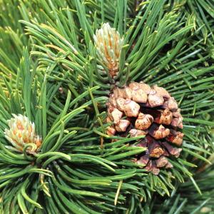Photographie n°249176 du taxon Pinus uncinata Mill. ex Mirb. [1805]