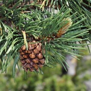 Photographie n°249178 du taxon Pinus uncinata Mill. ex Mirb. [1805]