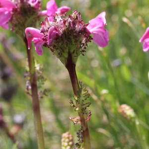 Pedicularis pyrenaica var. donnayi Bonati (Pédiculaire des Pyrénées)