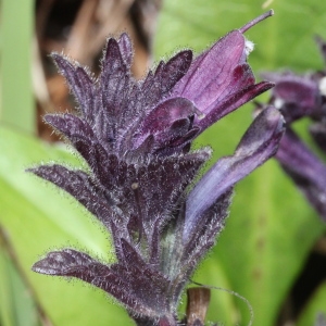 Bartsia parviflora E.Thomas (Bartsie des Alpes)