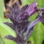  Marie  Portas - Bartsia alpina L.