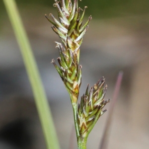 Photographie n°249192 du taxon Carex echinata Murray