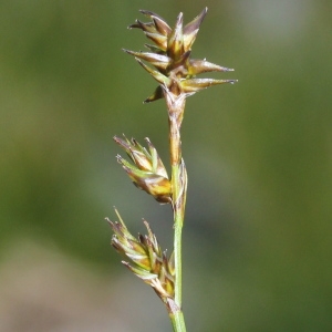 Photographie n°249193 du taxon Carex echinata Murray