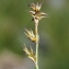  Marie  Portas - Carex echinata Murray