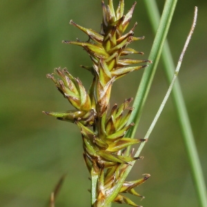 Photographie n°249194 du taxon Carex echinata Murray