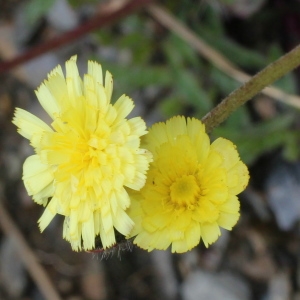 Hieracium lactucella subsp. melaneilema (Nägeli & Peter) auct. (Piloselle auricule)