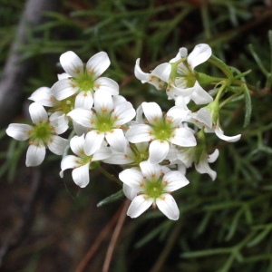 Saxifraga pentadactylis var. corymbosa Ser. (Saxifrage à cinq doigts)