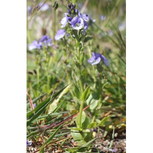 Veronica serpyllifolia L. subsp. serpyllifolia (Véronique à feuilles de serpolet)