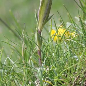 Photographie n°249227 du taxon Gentiana verna L. [1753]