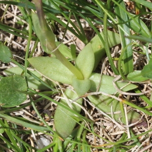 Photographie n°249228 du taxon Gentiana verna L. [1753]