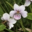  Marie  Portas - Viola palustris L.