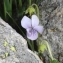  Marie  Portas - Viola palustris L.