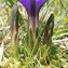  Marie  Portas - Gentiana pyrenaica L.