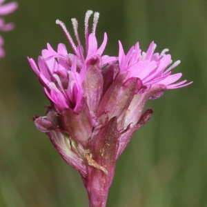 Photographie n°249269 du taxon Viscaria alpina (L.) G.Don