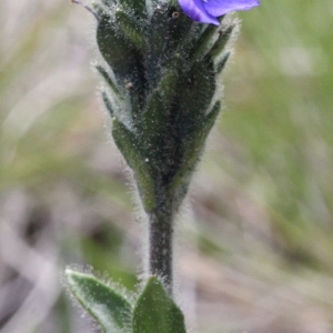 Photographie n°249286 du taxon Veronica lilacina F.Towns. [1878]