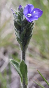 Marie  Portas, le  3 juillet 2014 (Porté-Puymorens)