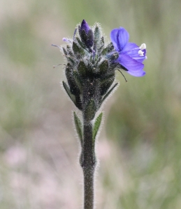 Marie  Portas, le  3 juillet 2014 (Porté-Puymorens)