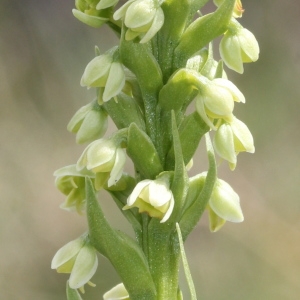 Coeloglossum albidum (L.) Hartm. (Orchis blanchâtre)