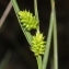  Marie  Portas - Carex pallescens L.