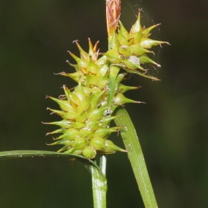 Photographie n°249315 du taxon Carex viridula Michx.