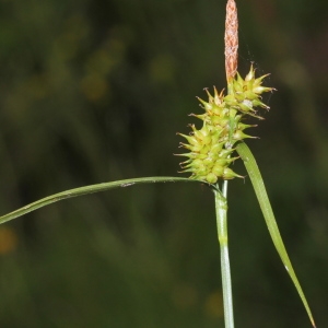 Photographie n°249316 du taxon Carex viridula Michx.