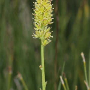 Tofieldia calyculata (L.) Wahlenb. (Tofieldie à calicule)