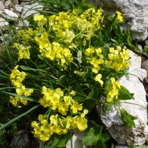 Photographie n°249323 du taxon Erysimum ochroleucum (Schleich.) DC. [1805]