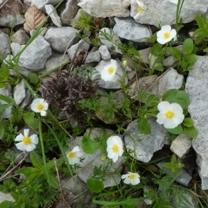 Photographie n°249326 du taxon Ranunculus seguieri Vill. [1779]