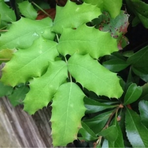 Photographie n°249336 du taxon Mahonia aquifolium (Pursh) Nutt. [1818]