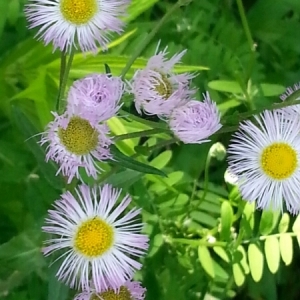 Photographie n°249342 du taxon Erigeron annuus (L.) Desf. [1804]