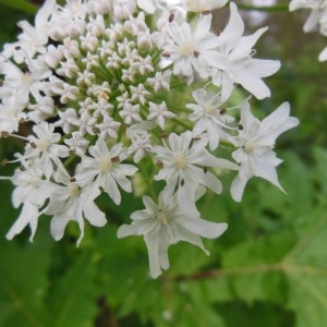 Photographie n°249343 du taxon Heracleum mantegazzianum Sommier & Levier