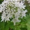  Dominique Remaud - Heracleum mantegazzianum Sommier & Levier