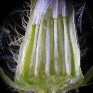 Photographie n°249348 du taxon Crepis setosa Haller f.