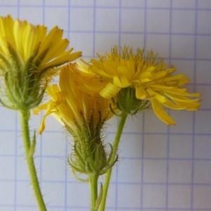 Photographie n°249349 du taxon Crepis setosa Haller f.