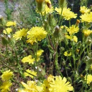 Photographie n°249351 du taxon Crepis setosa Haller f.